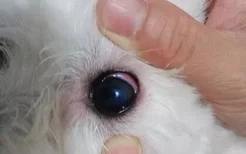 狗眼睛紅腫突出是怎么回事