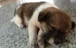 狗狗腦膜炎怎么引起的