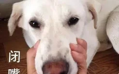 狗狗老是叫怎么回事啊